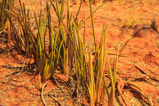 Sansevieria stuckyi in Waterberg Plateau National Park, Kalahari, Otjiwarongo, Namibia, Africa.