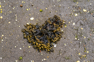 Fucus spiralis. Brown algae on the sand of the beach. Copy space.