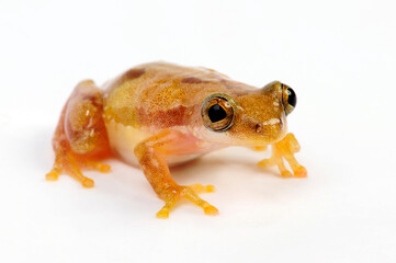 Kleiner Bananenfrosch // Lesser banana frog  (Afrixalus brachycnemis) 
