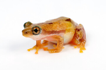 Lesser banana frog // Kleiner Bananenfrosch (Afrixalus brachycnemis) 