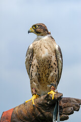 Slechtvalk op handschoen