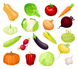 Ripe Vegetables as Healthy Raw Food Big Vector Set - obrazy, fototapety, plakaty