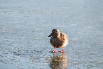 wild ducks in winter on a good day ice