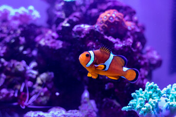 Fototapeta na wymiar fish with coral