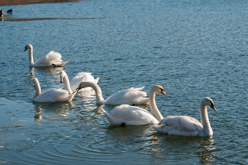 white swans group on the lake swim well under the bright sun