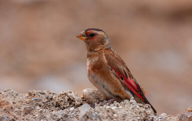 little bird watching on the ground, Eurasian Crimson-winged Finch, Rhodopechys sanguineus	