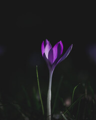 purple crocus flowers