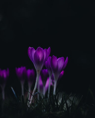 Obraz na płótnie Canvas purple crocus flower