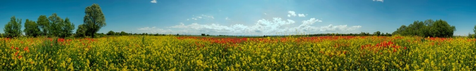 Fototapeta na wymiar Panorama of a rape field with red poppies in the foothills on a hot summer day