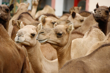 Manada de camellos en una granja de la India - obrazy, fototapety, plakaty