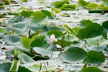 Flor de nenúfar en un lago de la India