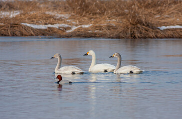 large waterfowl in its natural habitat, Mute Swan, Cygnus olor