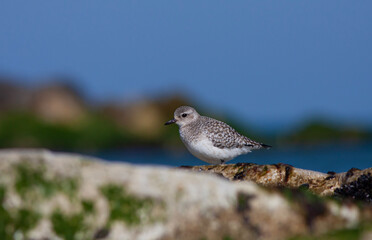 bird in its natural habitat, Grey Plover, Pluvialis squatarola