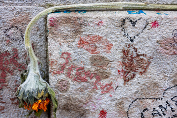 Flor marchita en un cementerio en un muro con graffitis 