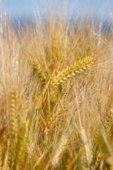 Espigas de trigo