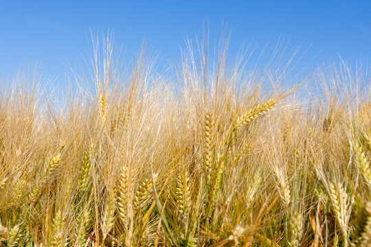 espigas de trigo trigal campo de trigo seco amarillo cortado segado  2268-f14 Stock Photo