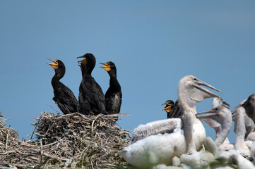 Great cormorant or Phalacrocorax carbo. Breeding colony