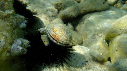 Warty venus shell or warty venus, clam (Venus verrucosa) undersea, Aegean Sea, Greece, Thasos...