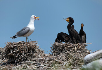 Great cormorant or Phalacrocorax carbo. Breeding colony