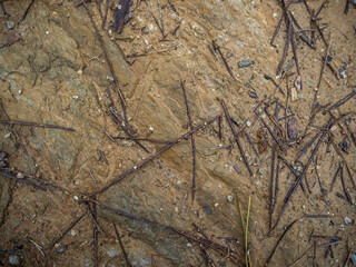 imagen detalle textura suelo de arena y piedra con hojas de pino secas 