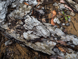 imagen detalle textura corteza de árbol en el suelo 