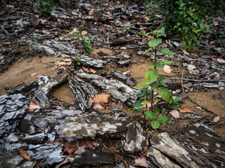 imagen detalle textura suelo lleno de cortezas de árbol y alguna planta verde creciendo en medio 