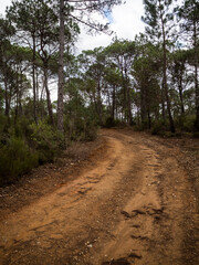 imagen de un camino de tierra mojada por la lluvia, árboles a ambos lados y el cielo nublado 