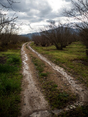 Fototapeta na wymiar imagen de un camino de tierra mojado con agua con hierba a ambos lados, árboles secos fuera del camino y las montañas de fondo con el cielo nublado