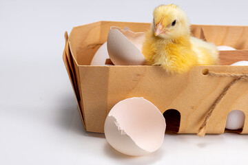 Tiny yellow chick and eggs in the small box. Wooden box with eggs and chick on white background.