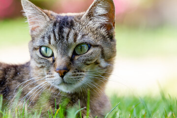 Retrato de un gato con los ojos verdes