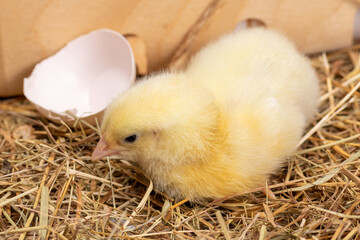 Small yellow fluffy chicken lying on hay with eggshell. Small chicken close-up.