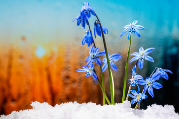 Snowdrop flowers in spring in sunlight, against background of warm spring sun, close-up. Blue flowers growing from under snow in spring.