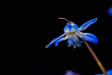 Snowdrop of blue color, close-up, in beautiful bokeh in blurred focus, on dark background. Snowdrop flower stamens close-up in artistic focus blur.