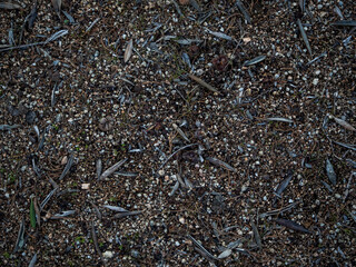 imagen textura detalle suelo de grava con piedras de distintos tama&ntilde;os y colores con hojas secas