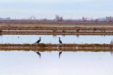 Pareja de pájaros reflejados en el agua