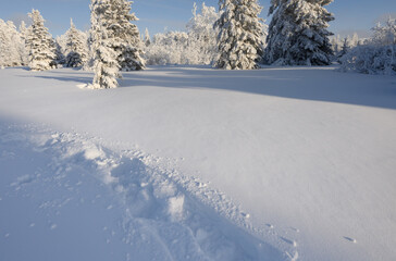 Fresh snowshoe trail through deep snow with snowy evergreen trees in the background. The snow has a bluish color cast from the blue sky.
