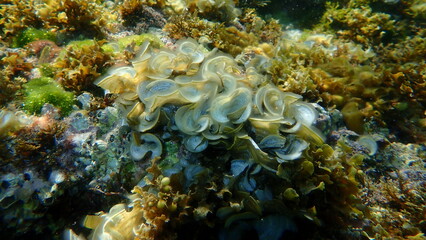 Naklejka na ściany i meble Small brown algae Peacock’s tail (Padina pavonica) undersea, Aegean Sea, Greece, Thasos island