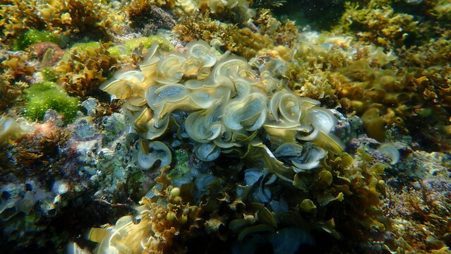 Small brown algae Peacock&rsquo;s tail (Padina pavonica) undersea, Aegean Sea, Greece, Thasos island

