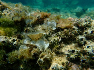 Small brown algae Peacock’s tail (Padina pavonica) undersea, Aegean Sea, Greece, Thasos island

