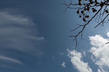 Blue sky and white cloud with tree branch silhouette in nature background.