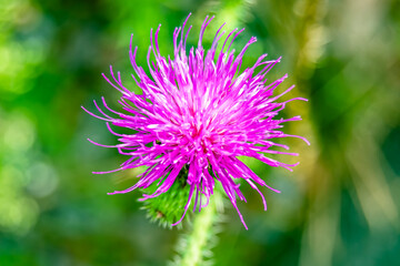 Beautiful growing flower root burdock thistle on background meadow