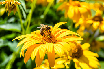 Beautiful wild flower winged bee on background foliage meadow