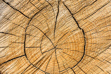 Beautiful wooden fracture old oak, natural texture close up