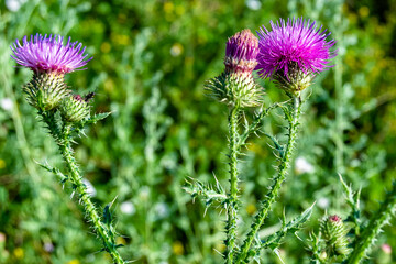 Beautiful growing flower root burdock thistle on background meadow