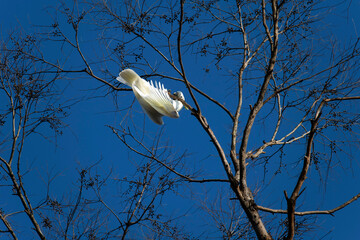 Sulphur-Crested Cockatoo (Cacatua galerita)