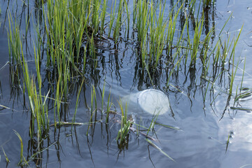 Plastic trash floating in the pond, pollution of the pond, ecology in danger.