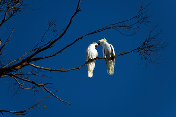 Sulphur-Crested Cockatoo (Cacatua galerita)