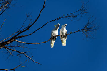Sulphur-Crested Cockatoo (Cacatua galerita)