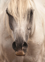 Arabian Horse - obrazy, fototapety, plakaty