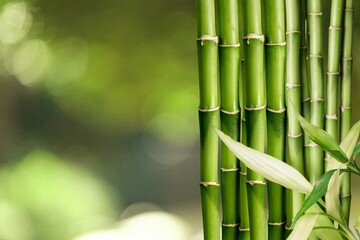Fototapeta na wymiar Sugar cane on plantation green background.